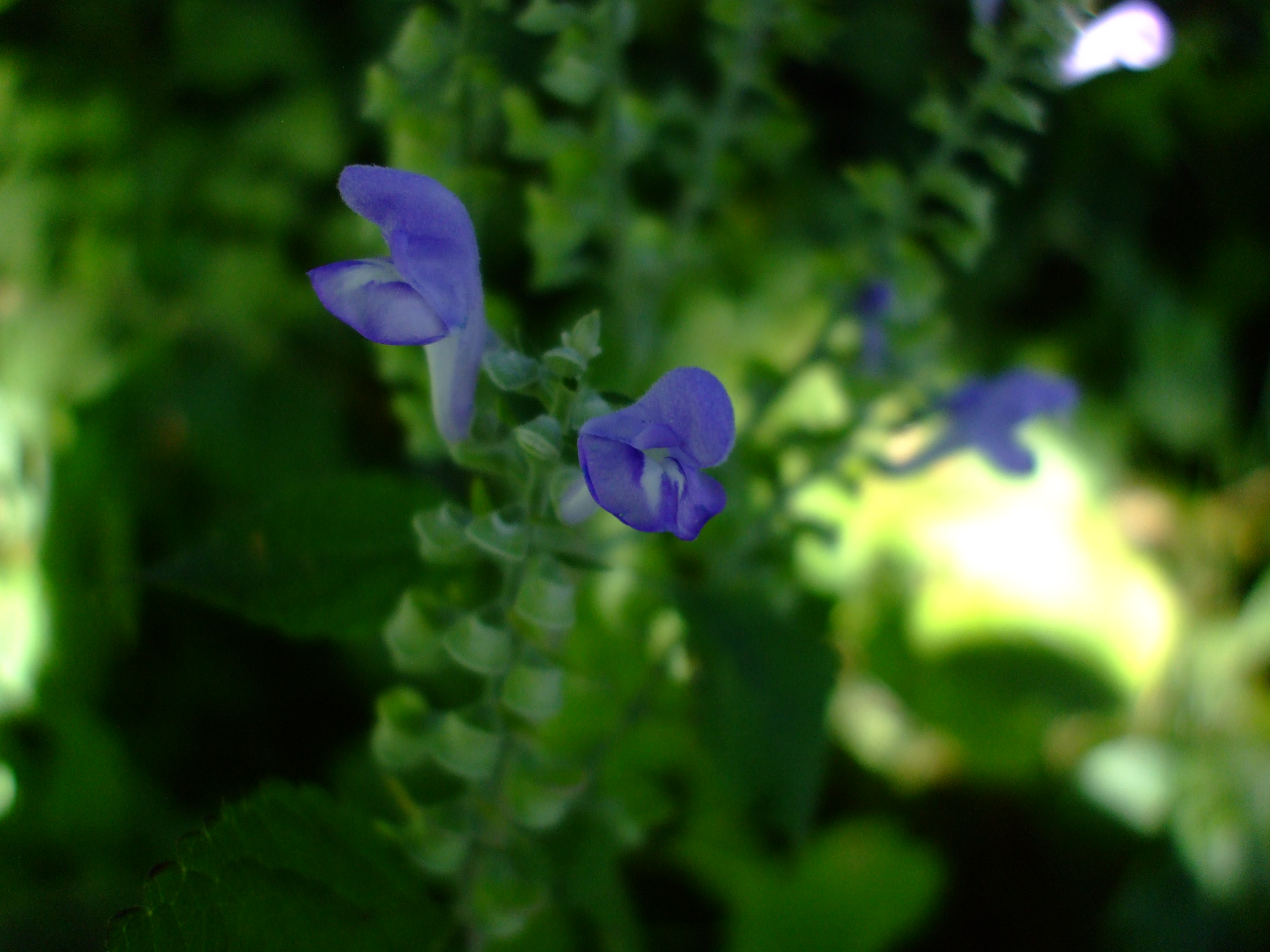 Scutellaria incana